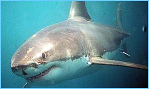 The shark took off Bethany's arm 